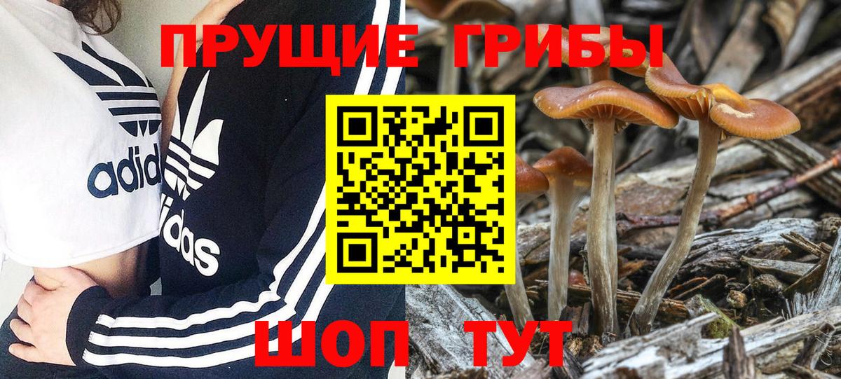 Галлюциногенные грибы Psilocybe Нижний Тагил